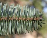 Abies cephalonica. Верхушка побега (у хвоинок видны их нижние стороны). Германия, г. Дюссельдорф, Ботанический сад университета. 10.03.2014.