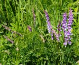 Vicia tenuifolia. Растения с нераспустившимися и распустившимися соцветиями. Восточный Казахстан, Глубоковский р-н, окр. с. Тарханка, склон сопки. 07.06.2013.