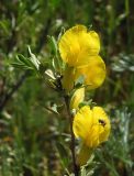 Chamaecytisus borysthenicus