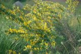 Chamaecytisus lindemannii