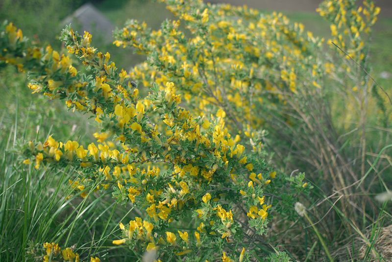 Image of Chamaecytisus lindemannii specimen.