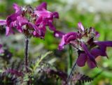 Pedicularis crassirostris