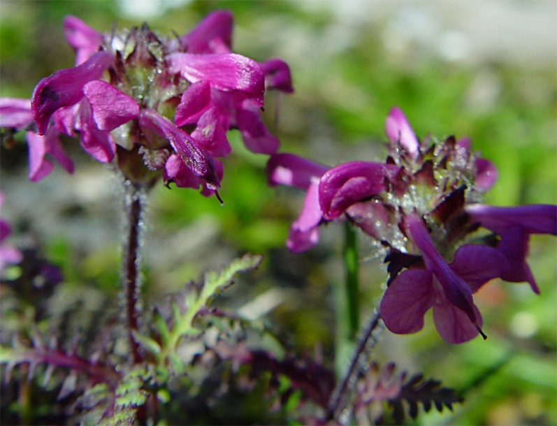 Изображение особи Pedicularis crassirostris.