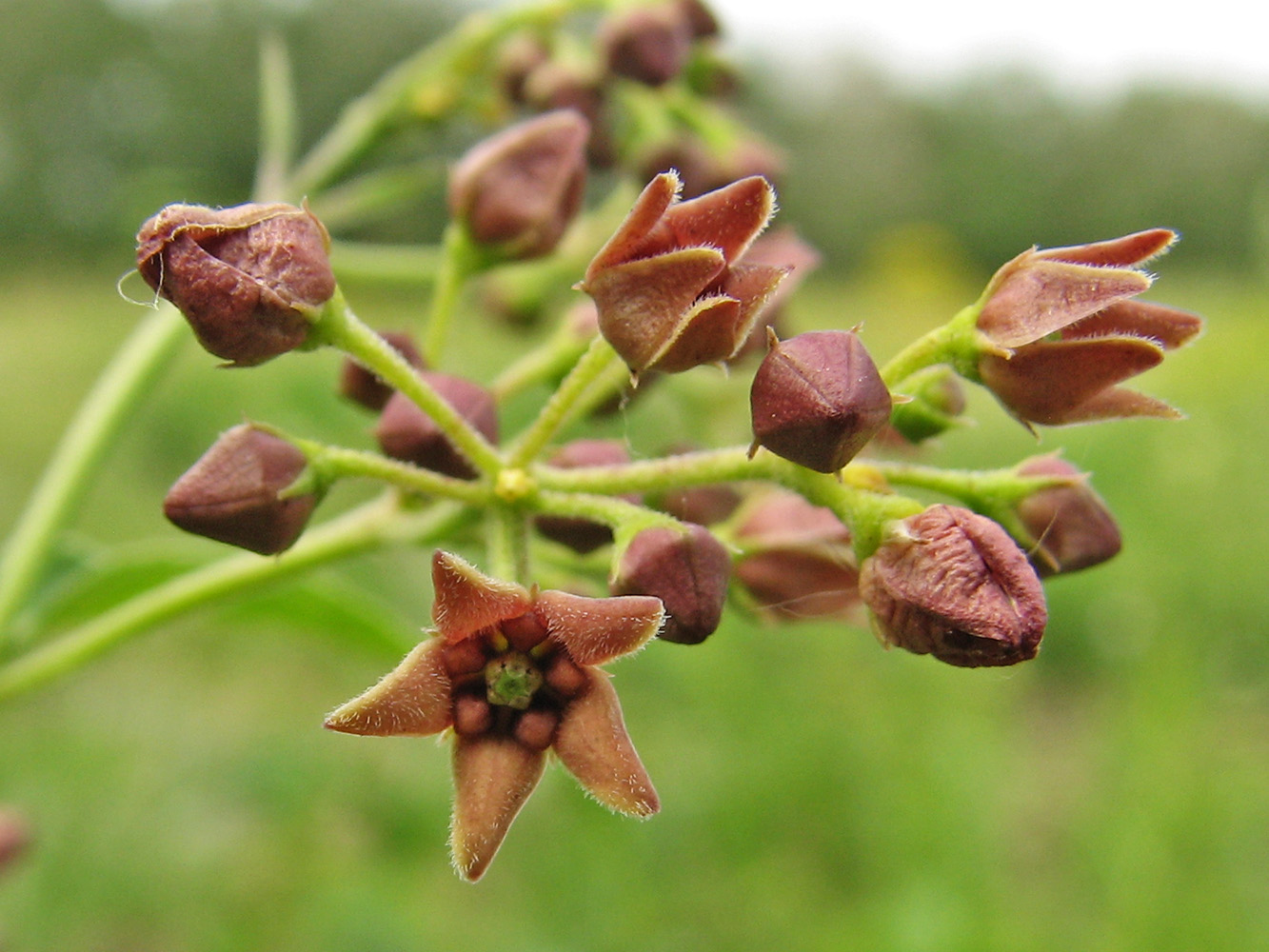 Изображение особи Vincetoxicum ucrainicum.