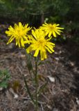 Crepis tectorum