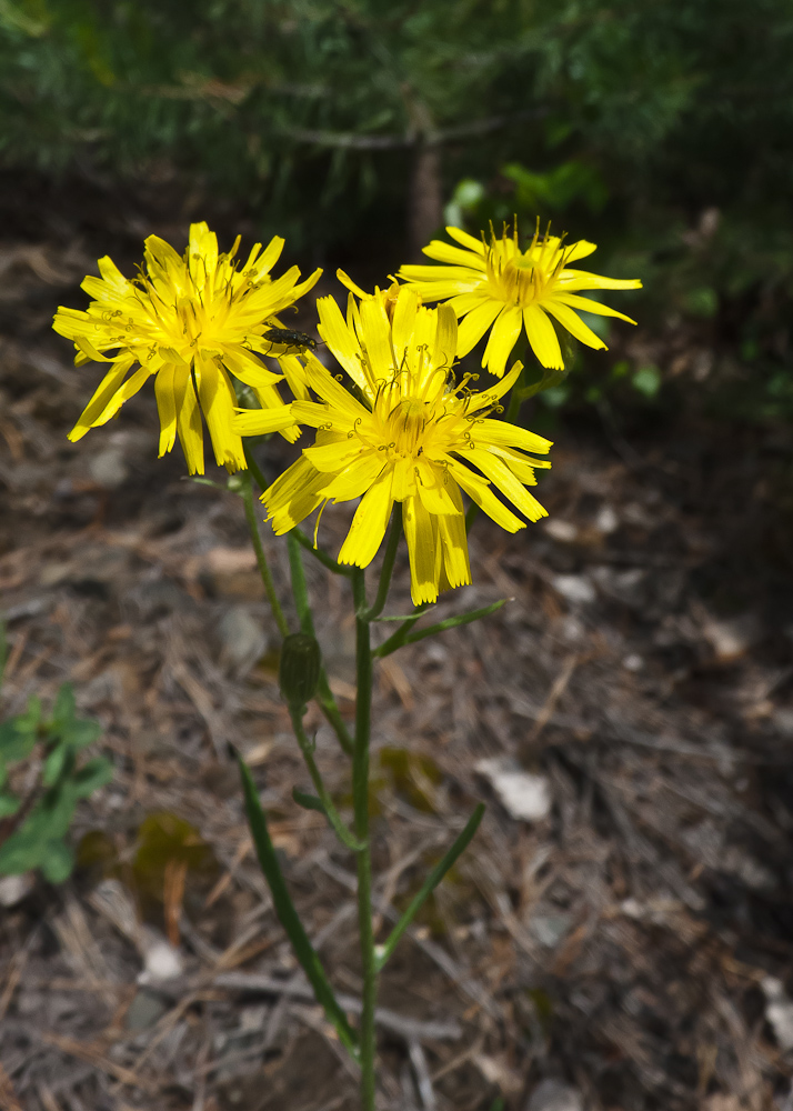 Изображение особи Crepis tectorum.