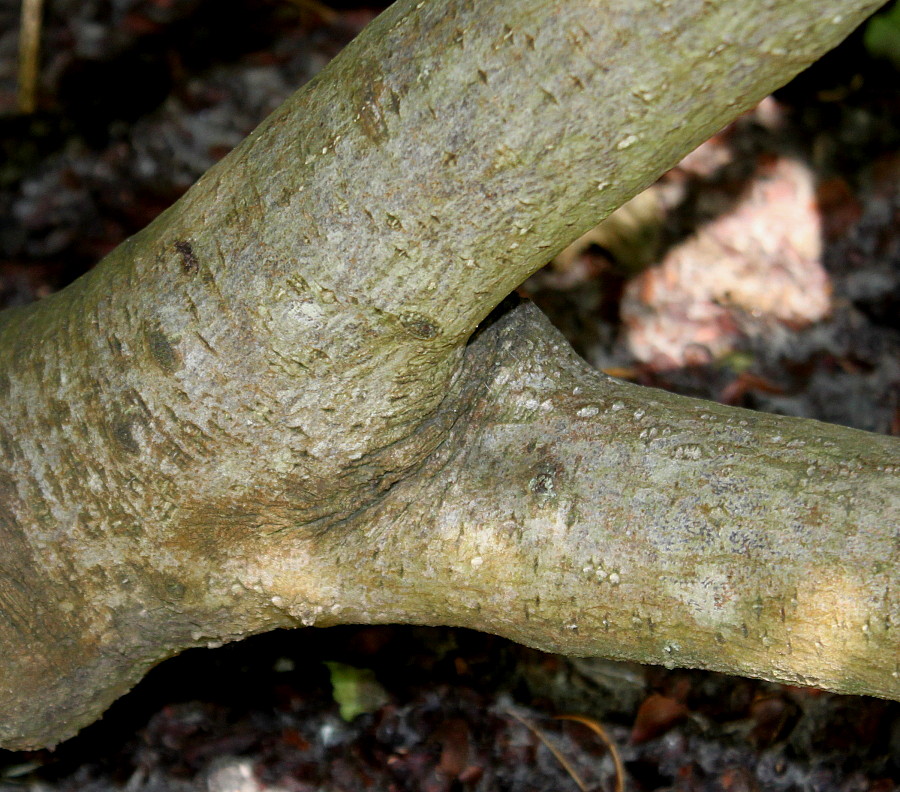 Image of Rhamnus alpina ssp. fallax specimen.