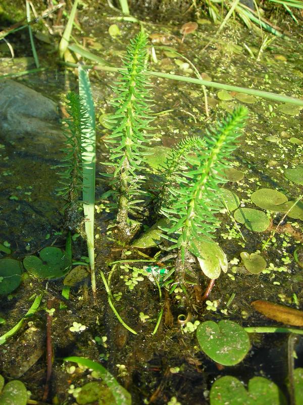 Image of Hippuris vulgaris specimen.