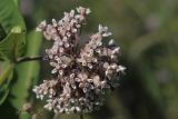 Asclepias syriaca