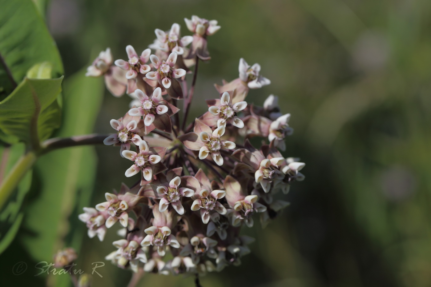 Изображение особи Asclepias syriaca.