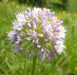 Allium nutans