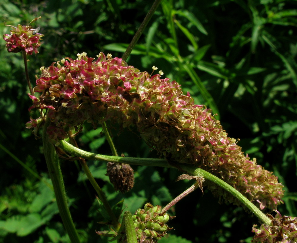 Изображение особи Sanguisorba alpina.