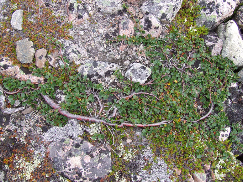 Image of Betula &times; alpestris specimen.