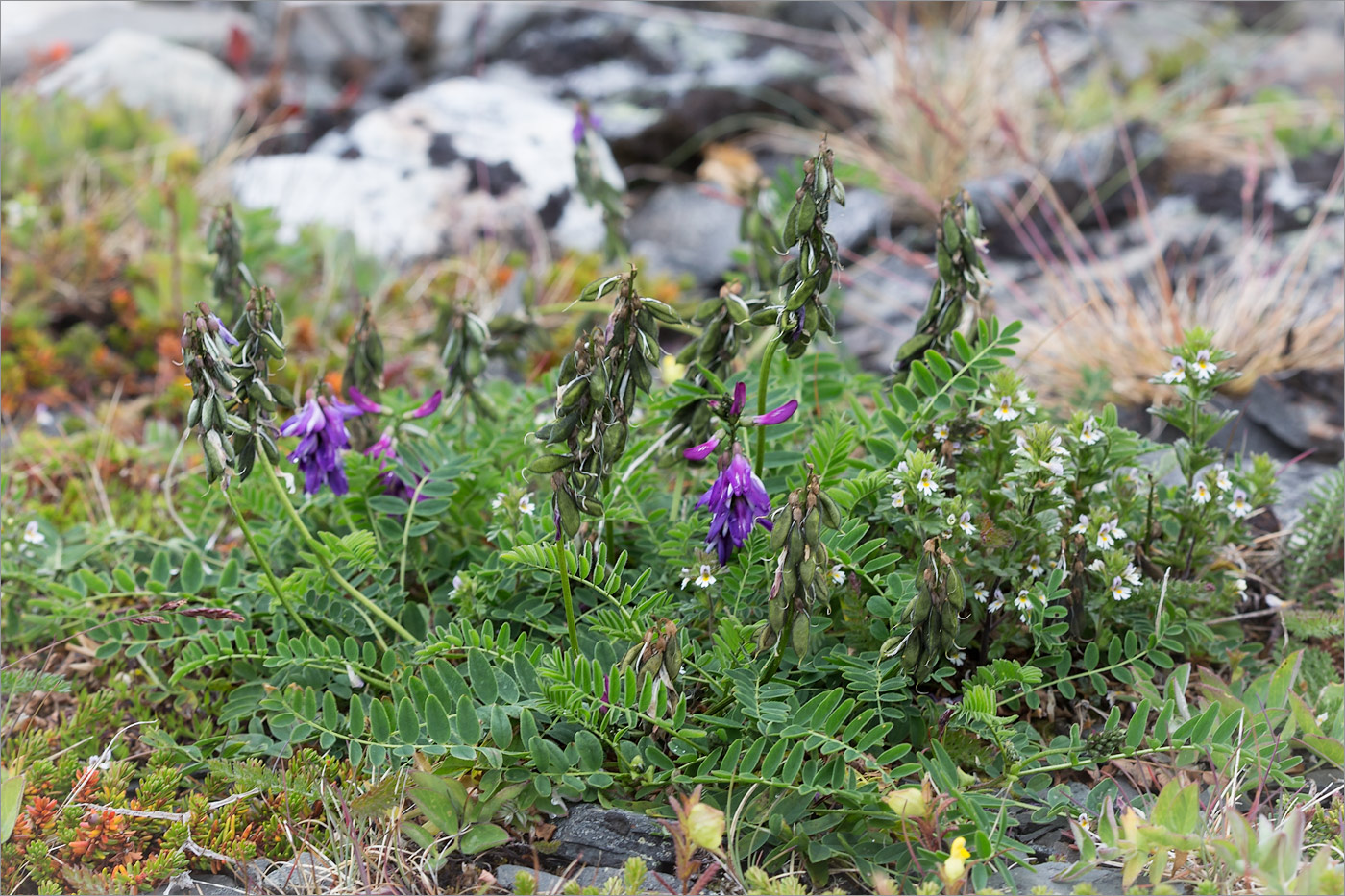 Изображение особи Astragalus subpolaris.