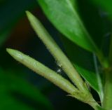 Catharanthus roseus