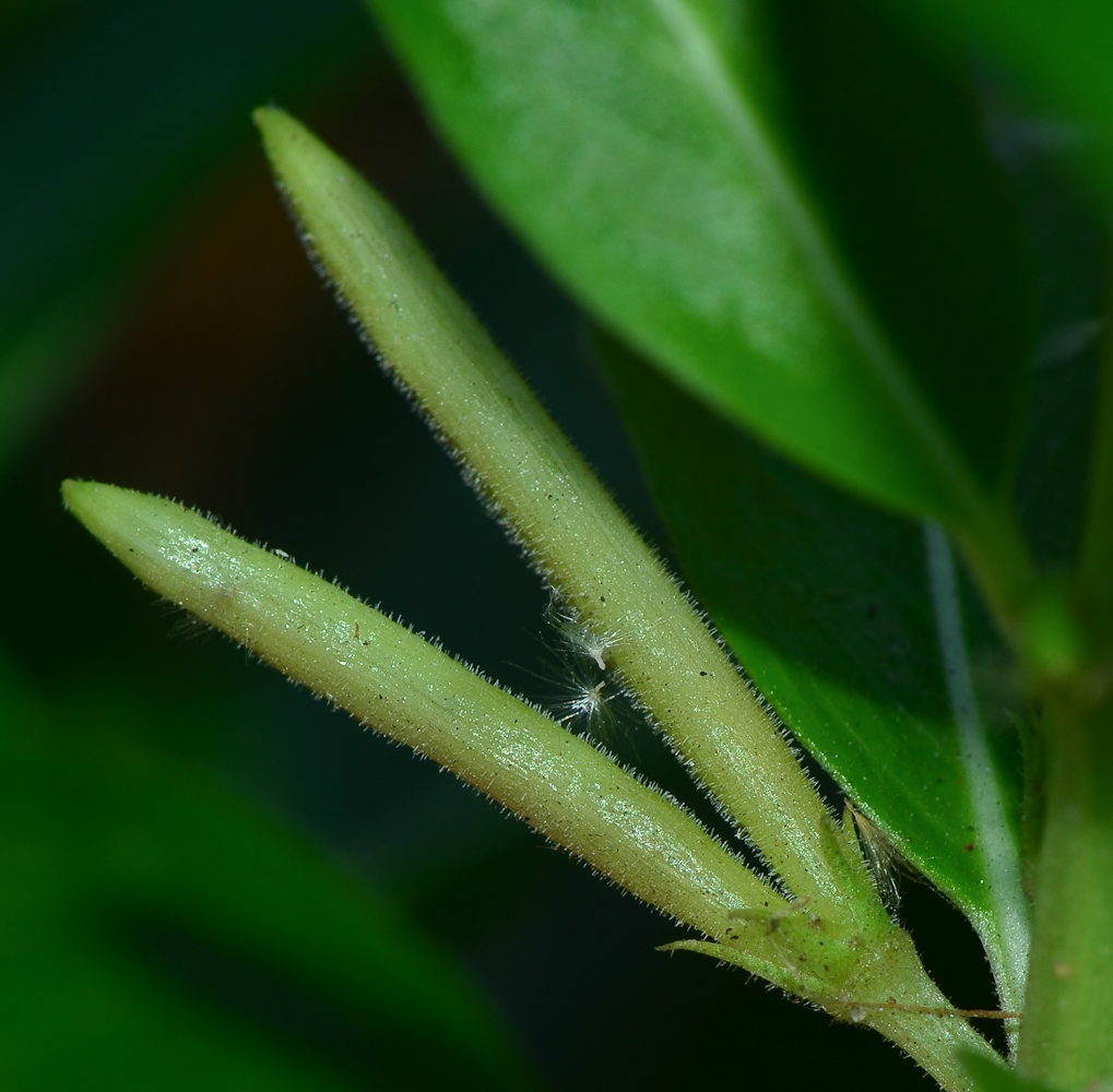 Image of Catharanthus roseus specimen.