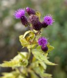 genus Cirsium. Соцветия. Амурская обл., в 38 км севернее г. Благовещенск, поле, сорное на соевом поле. 22.09.2014.