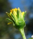 Bidens bipinnata. Соцветие (вид со стороны обертки). Краснодарский край, окр. Сочи, рудеральное место. 07.10.2014.