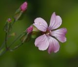 Vaccaria hispanica