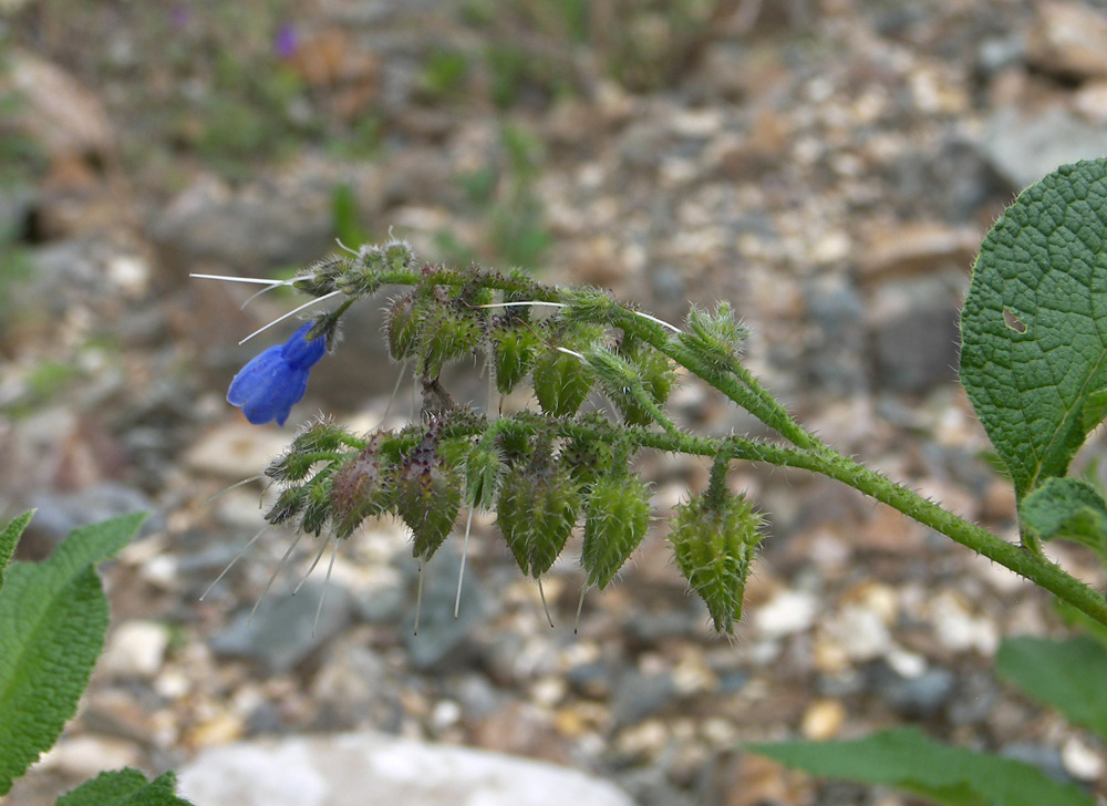 Изображение особи Symphytum asperum.