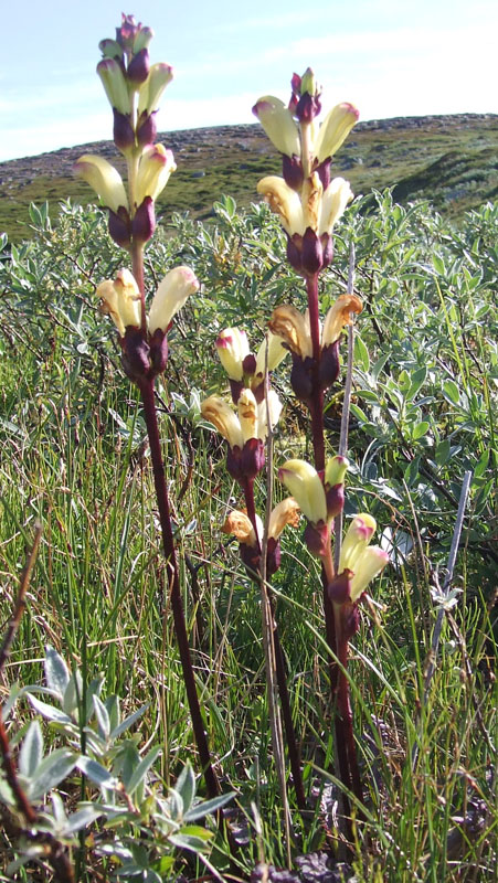 Изображение особи Pedicularis sceptrum-carolinum.