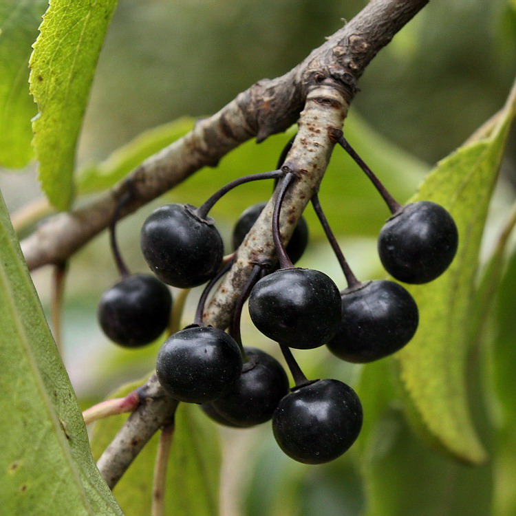 Image of Rhamnus cathartica specimen.