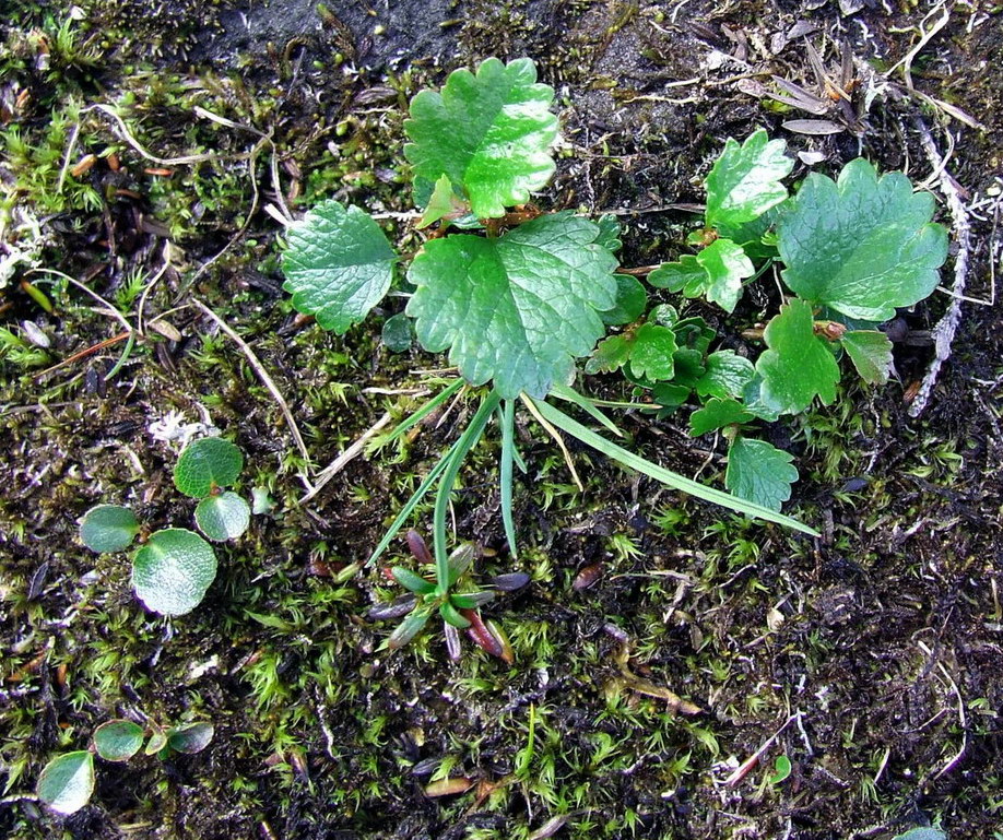 Изображение особи род Betula.