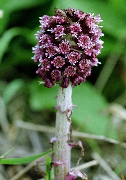 Image of Petasites hybridus specimen.