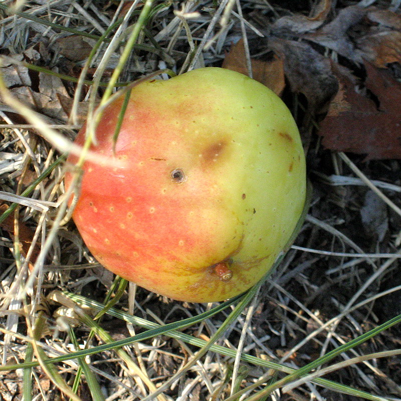 Image of Sorbus domestica specimen.