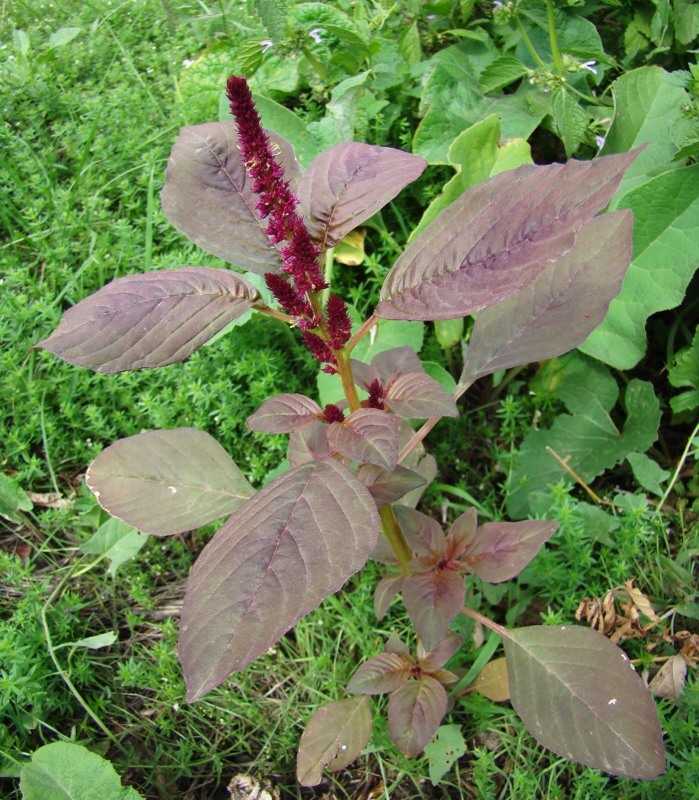 Image of Amaranthus hypochondriacus specimen.