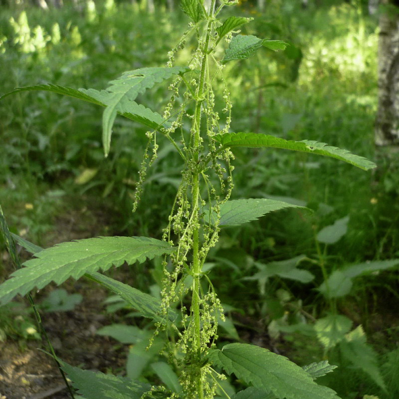 Изображение особи Urtica dioica.