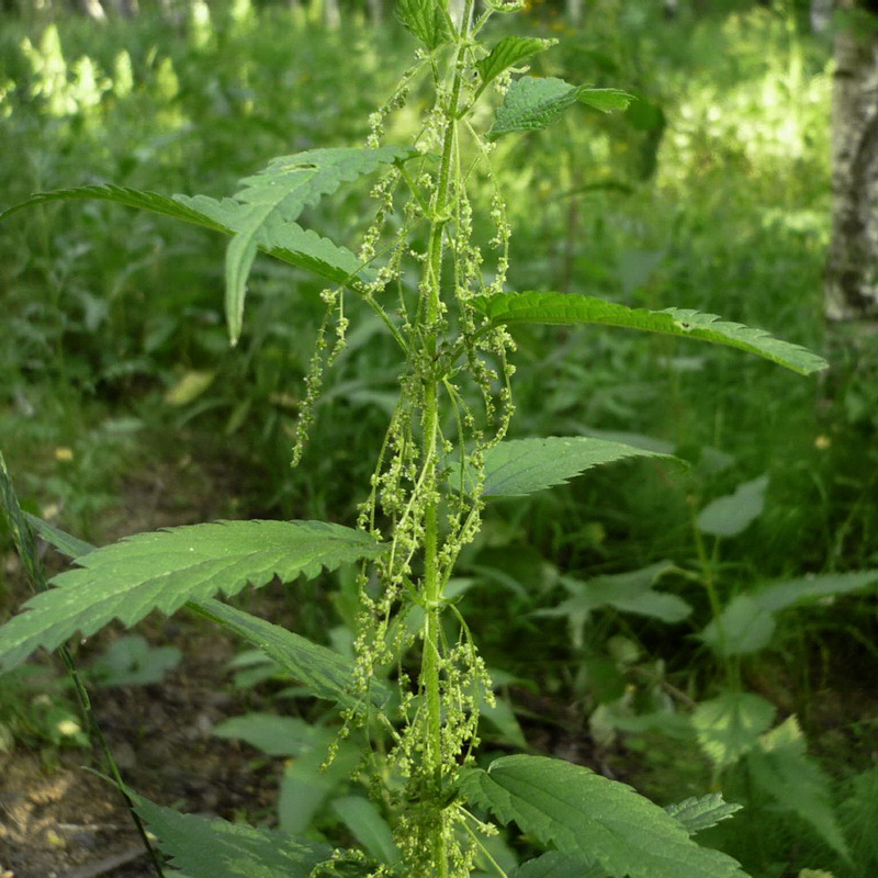 Image of Urtica dioica specimen.