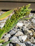 Panicum miliaceum