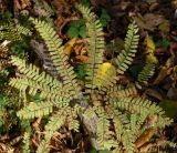 Adiantum pedatum