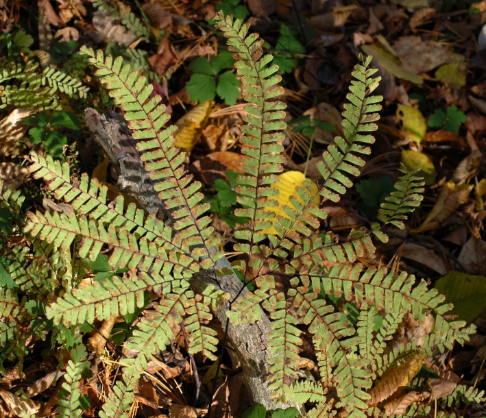 Изображение особи Adiantum pedatum.