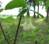 Lonicera × subarctica