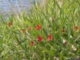 Lathyrus cicera