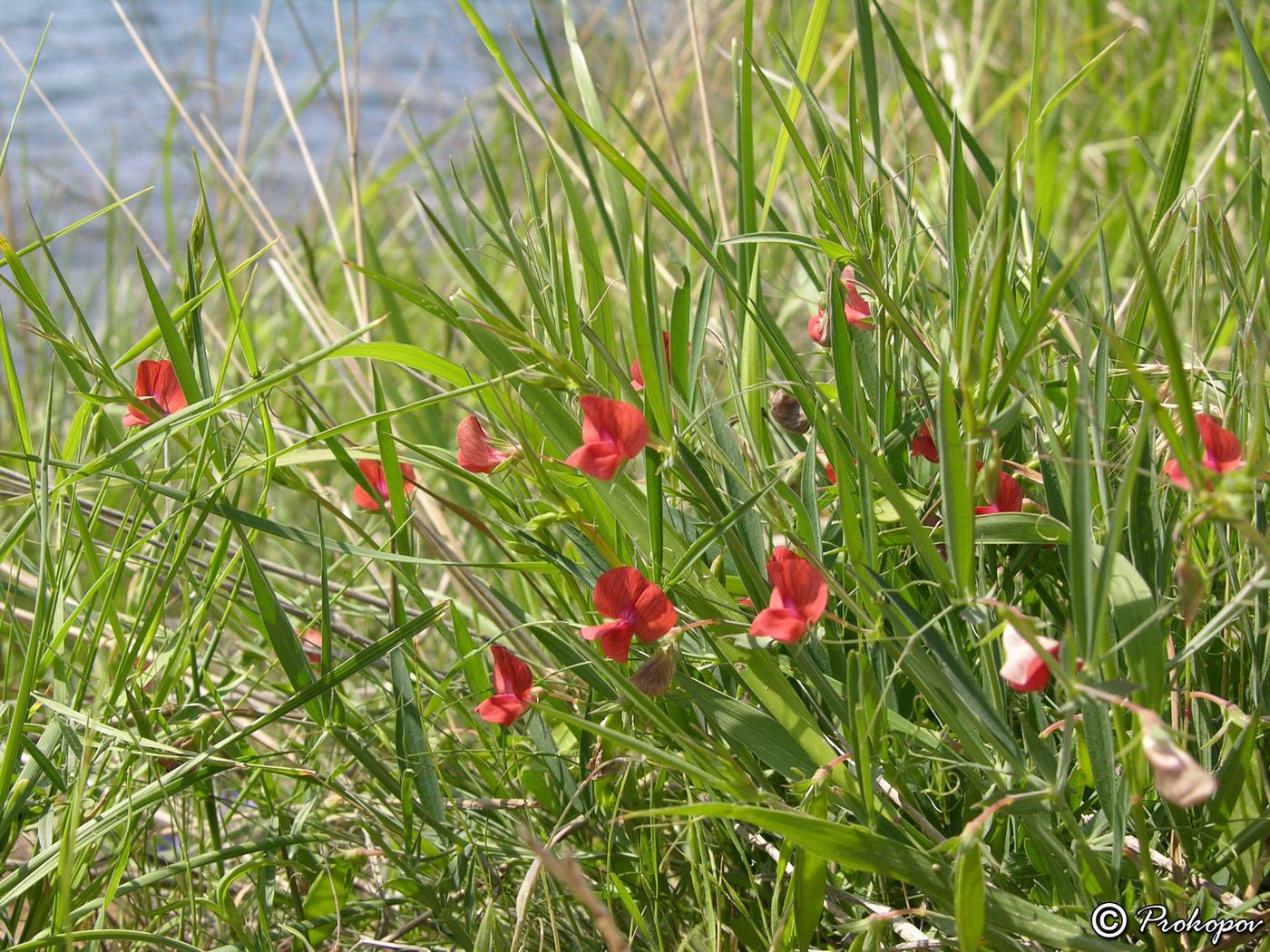 Изображение особи Lathyrus cicera.