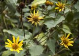 Heliopsis helianthoides подвид scabra. Верхушка цветущего и плодоносящего растения. Новосибирск, в культуре (цветник). 16.10.2009.