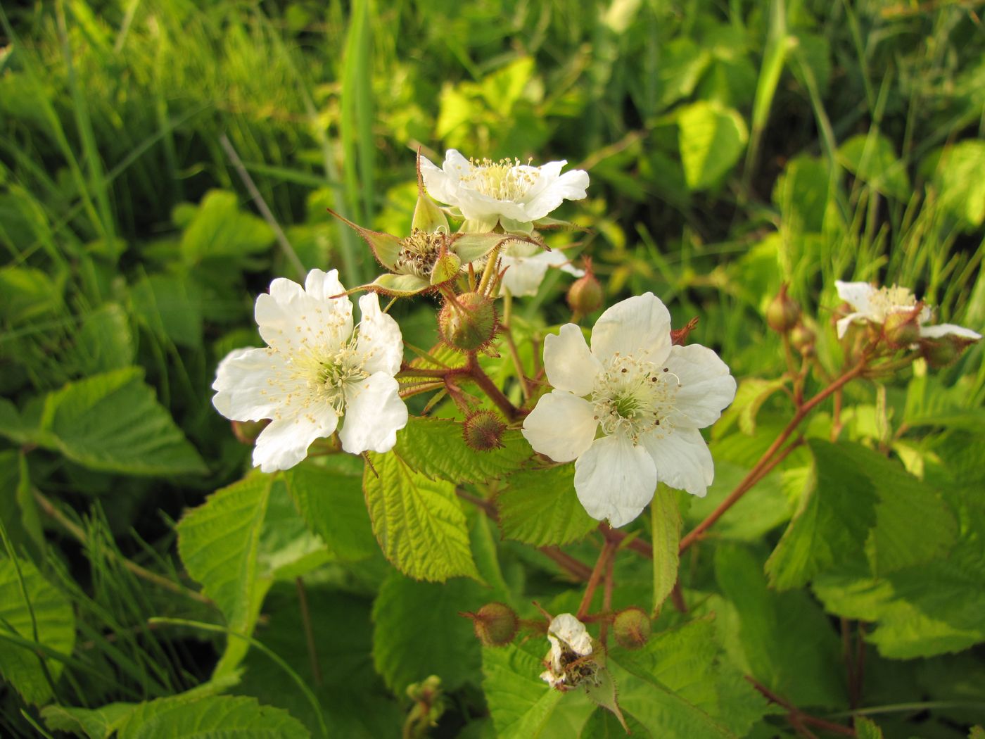 Изображение особи Rubus caesius.