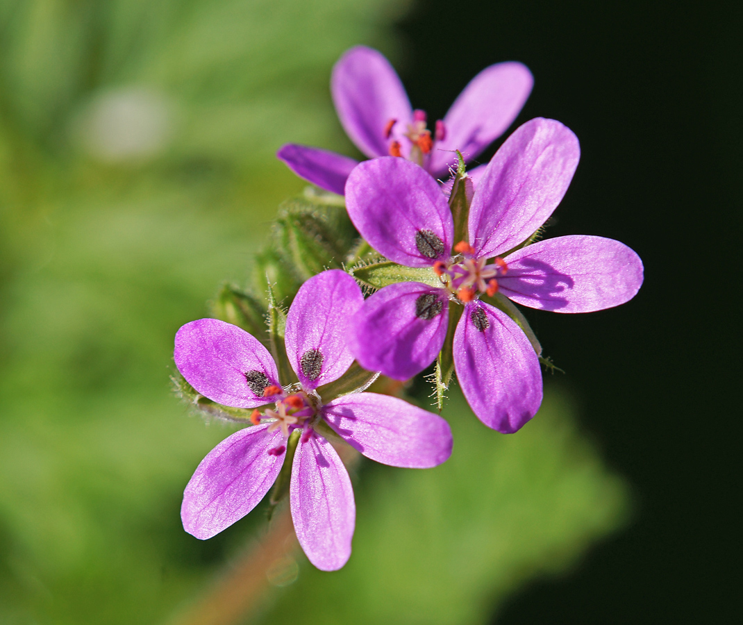 Изображение особи Erodium cicutarium.