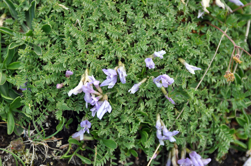 Изображение особи Astragalus levieri.