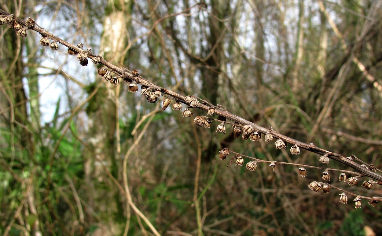 Image of Carpesium abrotanoides specimen.