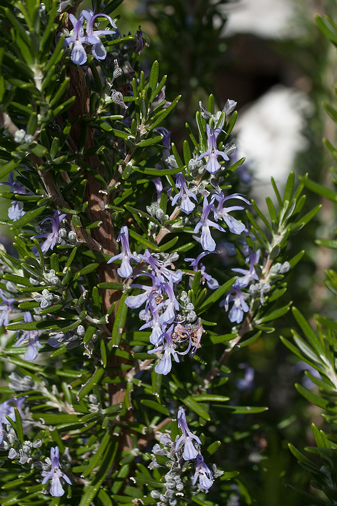 Image of Rosmarinus officinalis specimen.