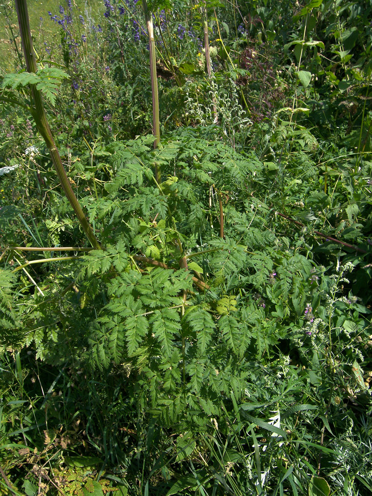 Изображение особи Macrosciadium alatum.