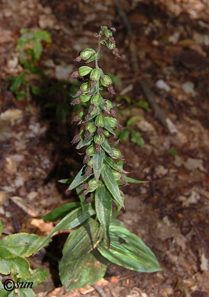 Image of Epipactis helleborine specimen.