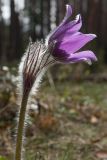 Pulsatilla patens. Верхушка цветущего растения. Ленинградская обл., Лужский р-н, 136 км шоссе М-20, сухой сосняк. 01.05.2015.