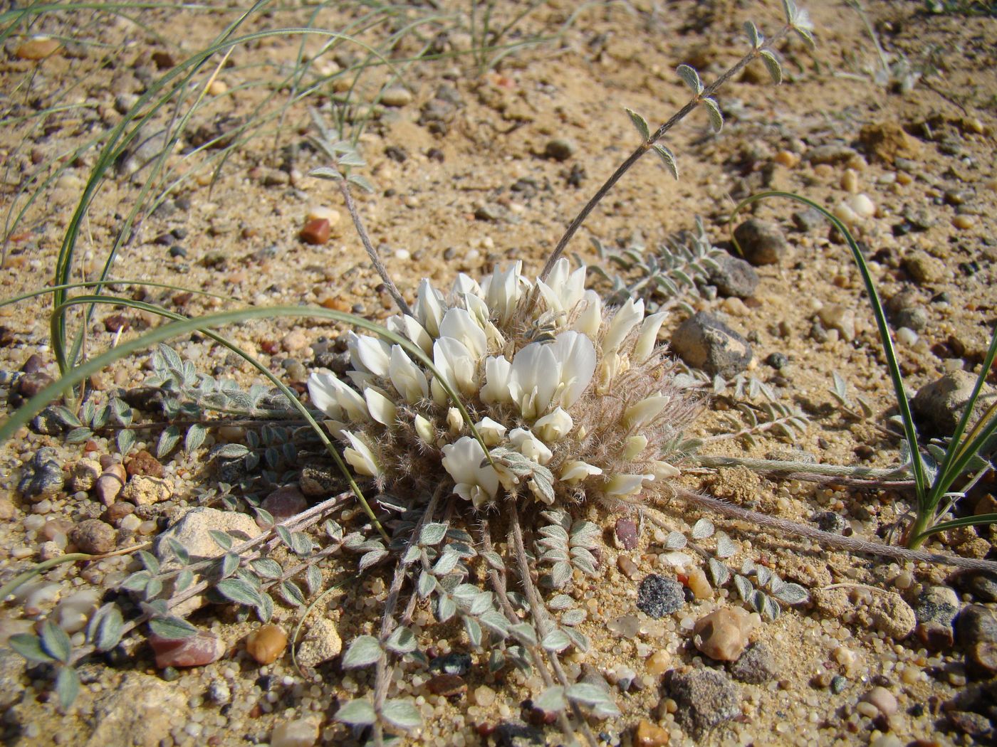 Image of Astragalus scabrisetus specimen.