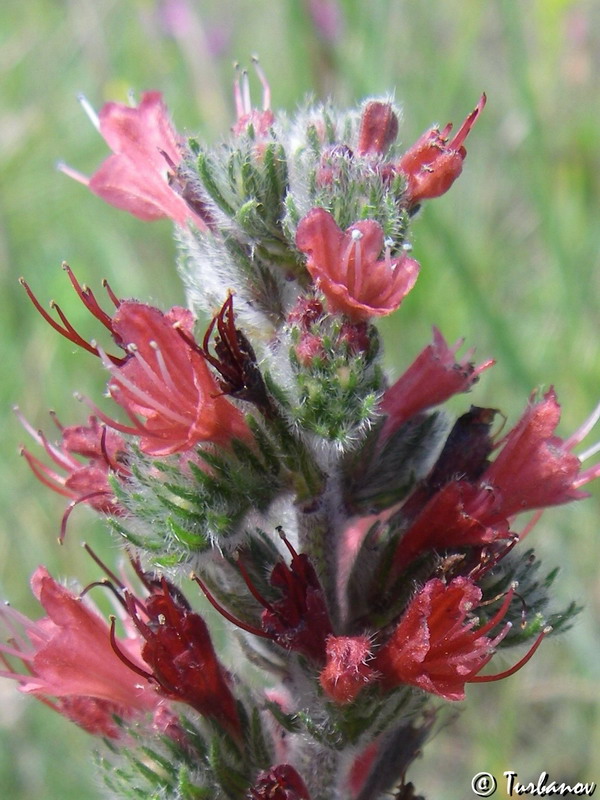 Image of Echium popovii specimen.