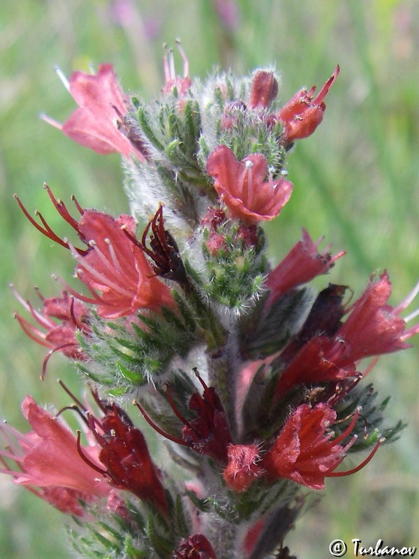 Image of Echium popovii specimen.